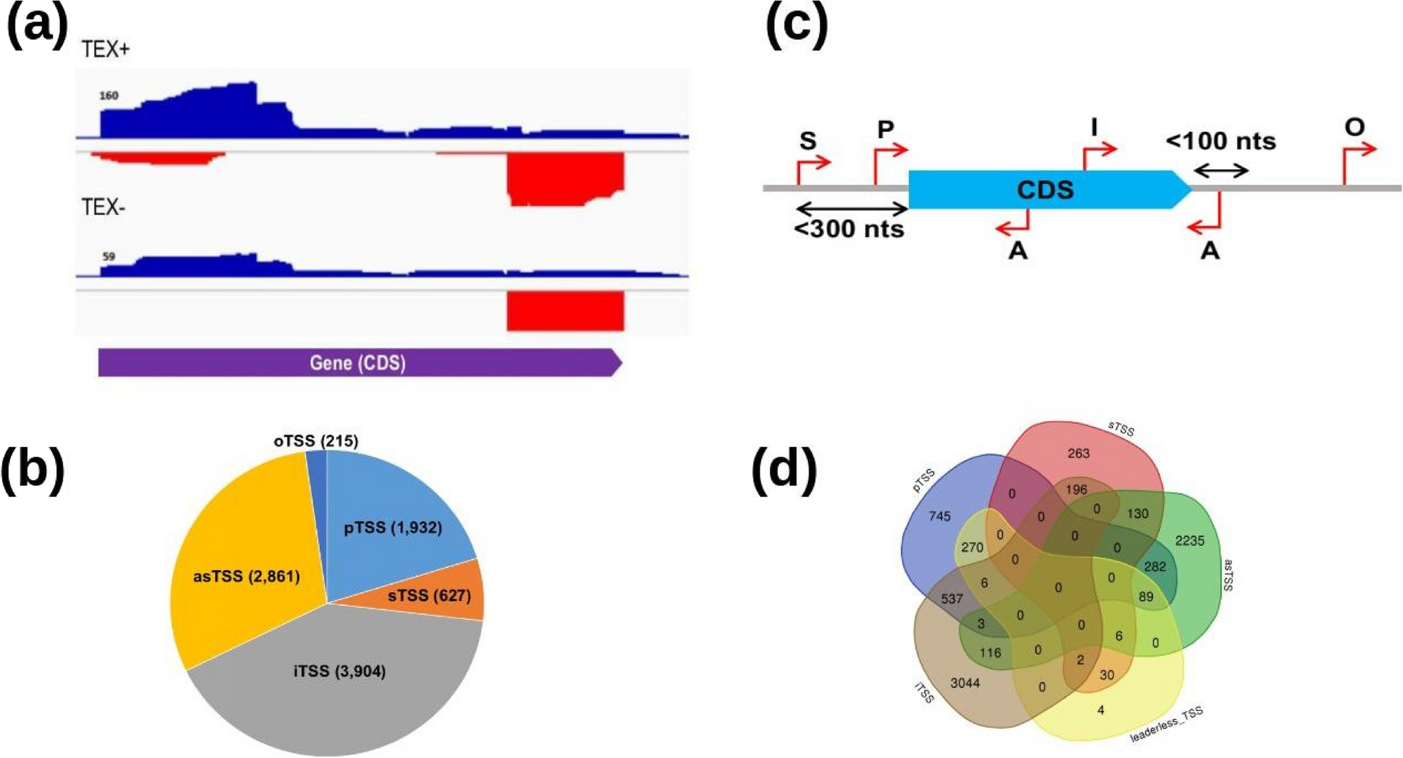 Exploring the transcription start sites and other genomic features facilitates the accurate identification and annotation of small RNAs across multiple stress conditions in Mycobacterium tuberculosis