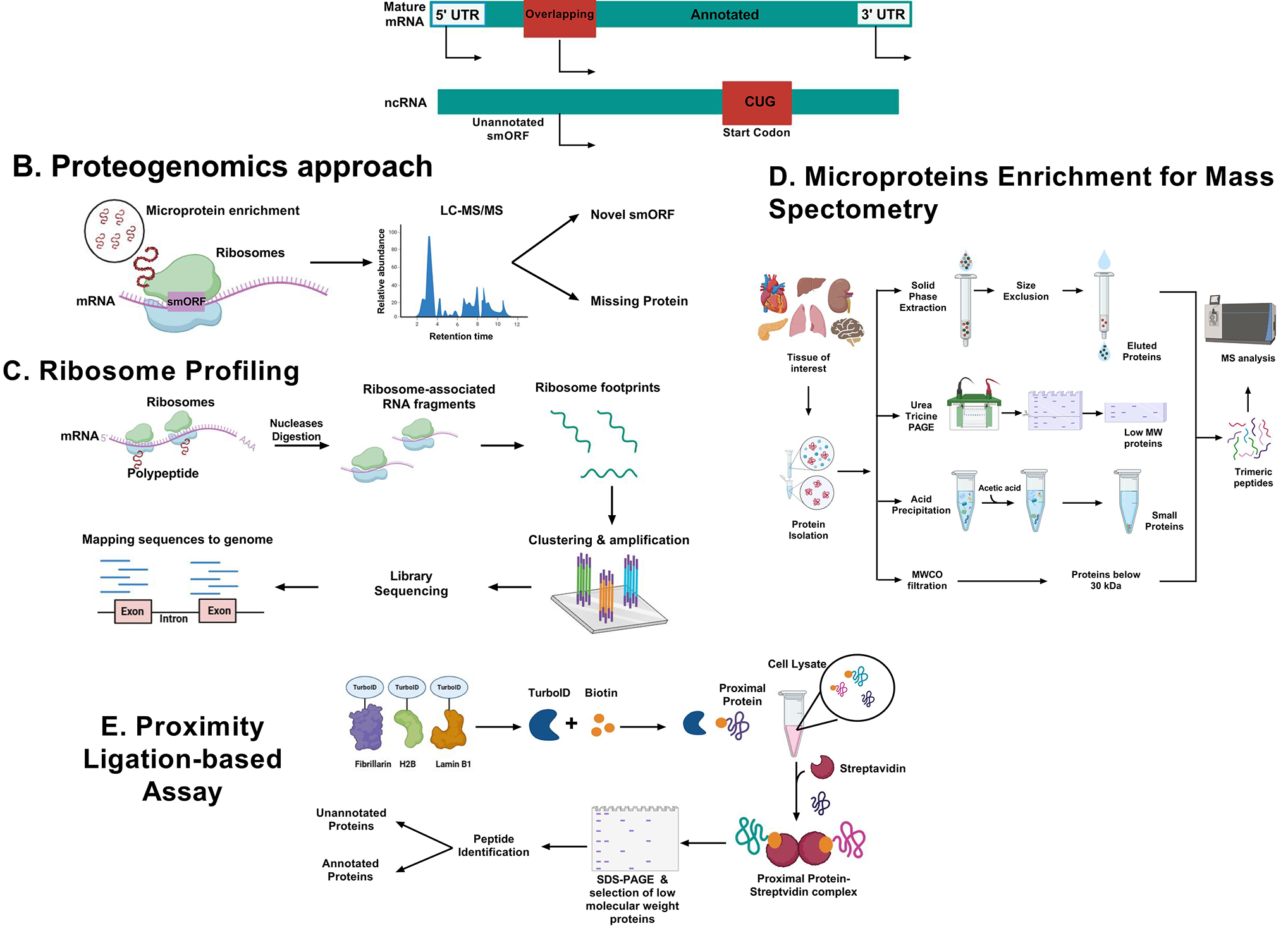 Microproteins unveiling new dimensions in cancer