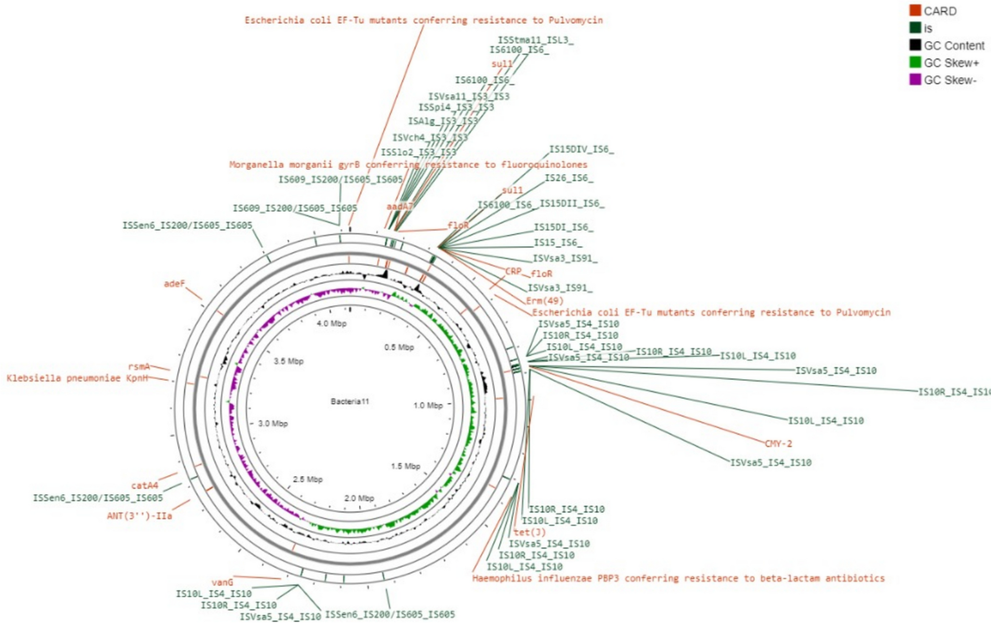 Genomic profiling of pan-drug resistant proteus mirabilis Isolates reveals antimicrobial resistance and virulence gene landscape