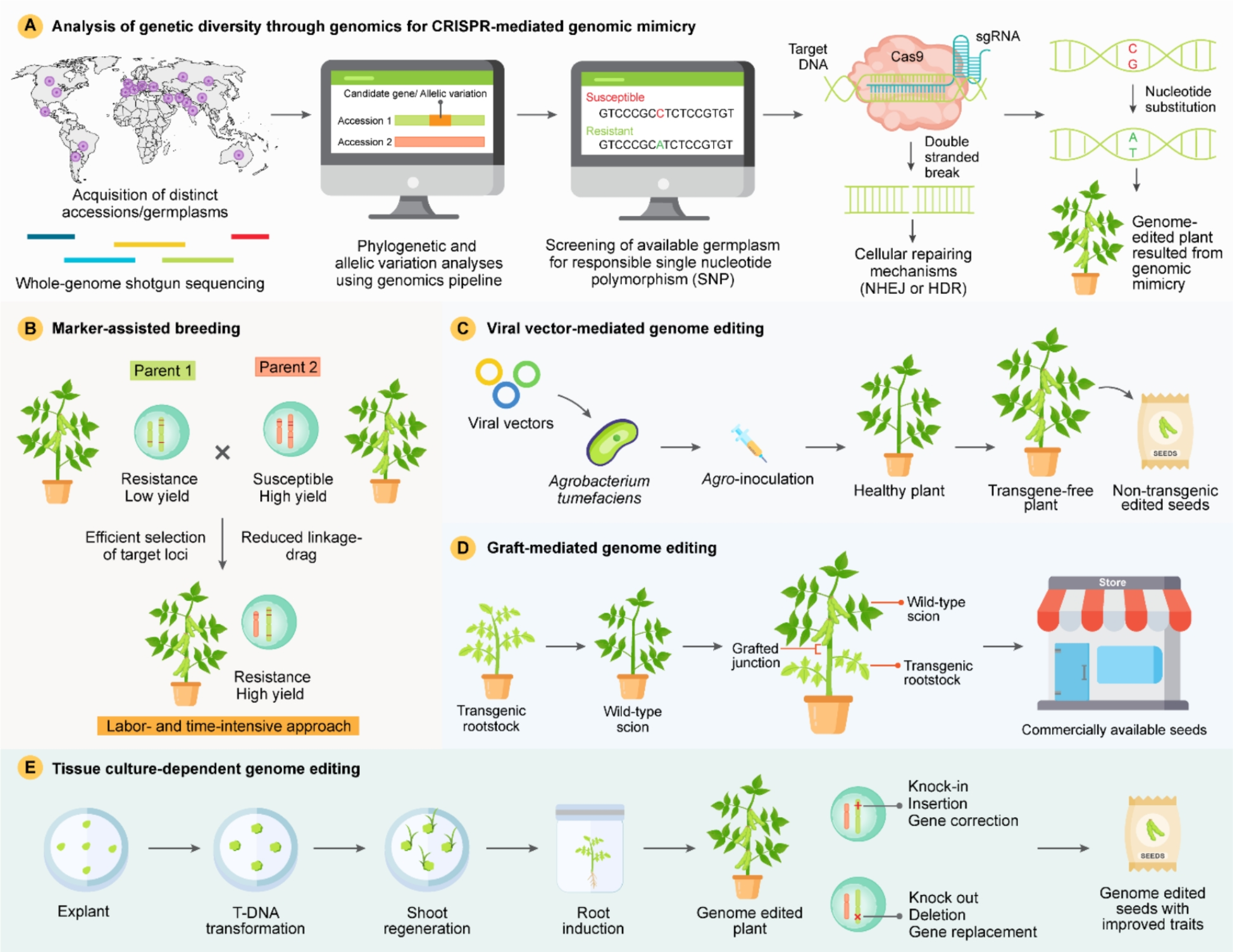 Revolutionizing soybean genomics: How CRISPR and advanced sequencing are unlocking new potential