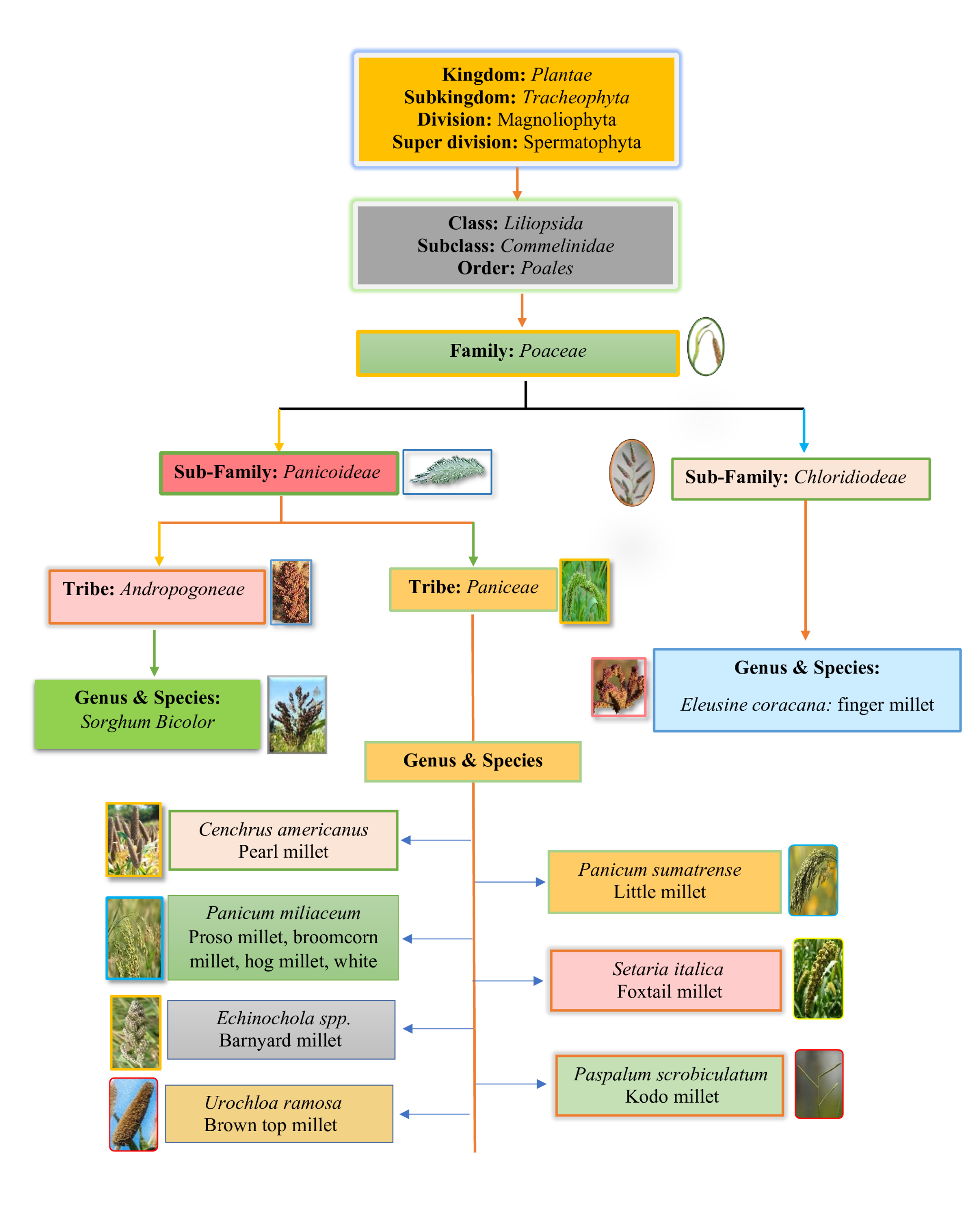 Milletomics: a metabolomics centered integrated omics approach toward genetic progression