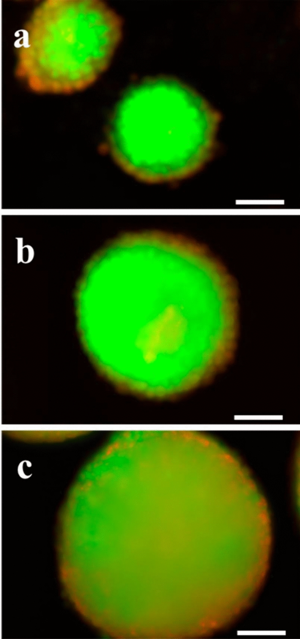 A new 3D model of L929 fibroblasts microtissues uncovers the effects of Bothrops erythromelas venom and its antivenom