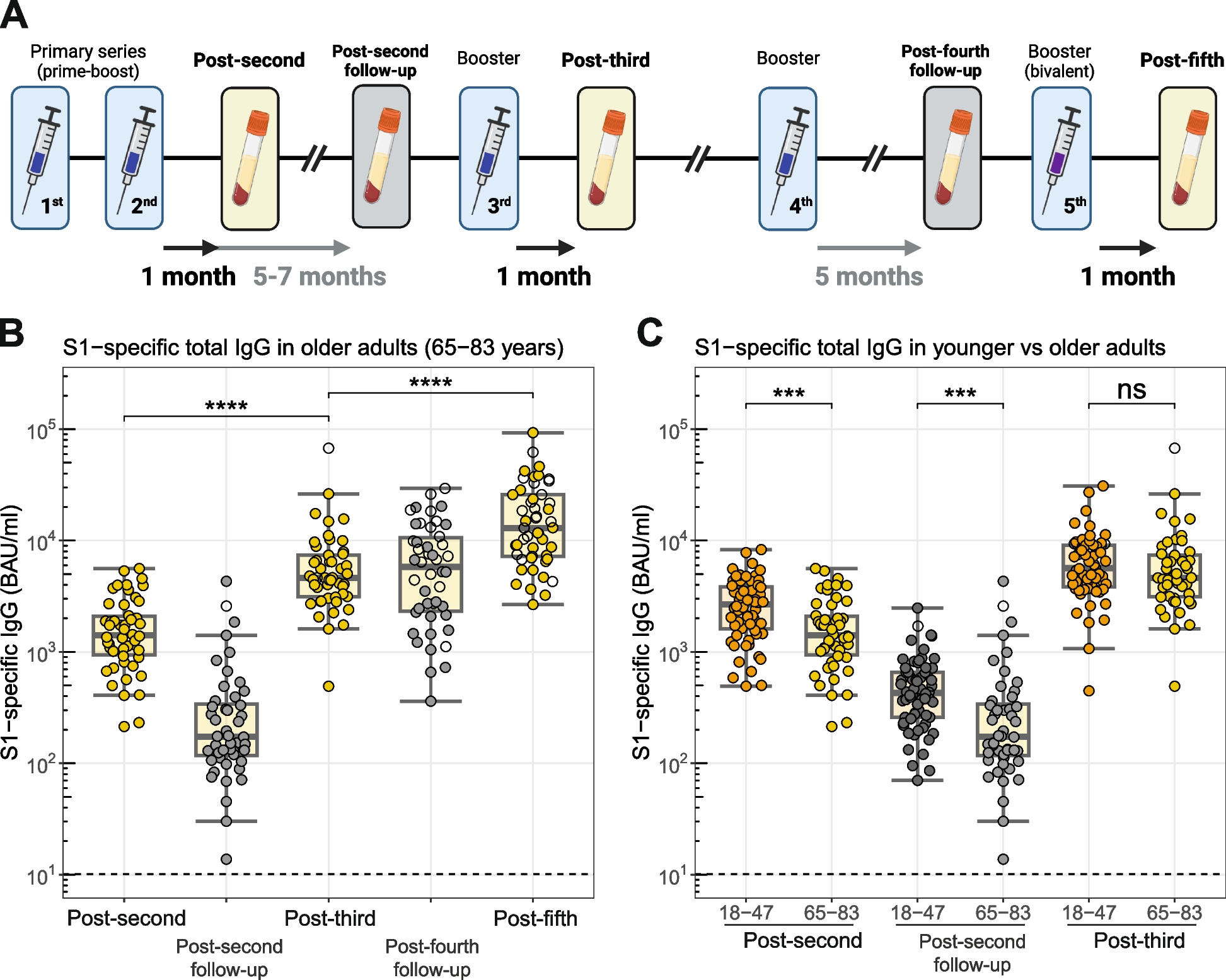 Repeated COVID-19 mRNA vaccination results in IgG4 class switching and decreased NK cell activation by S1-specific antibodies in older adults