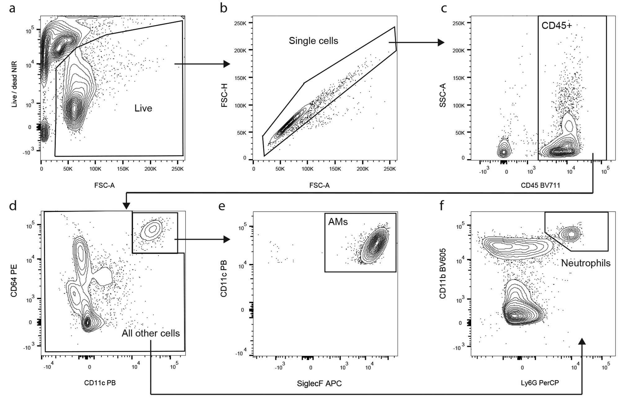 Ageing results in an exacerbated inflammatory response to LPS by resident lung cells