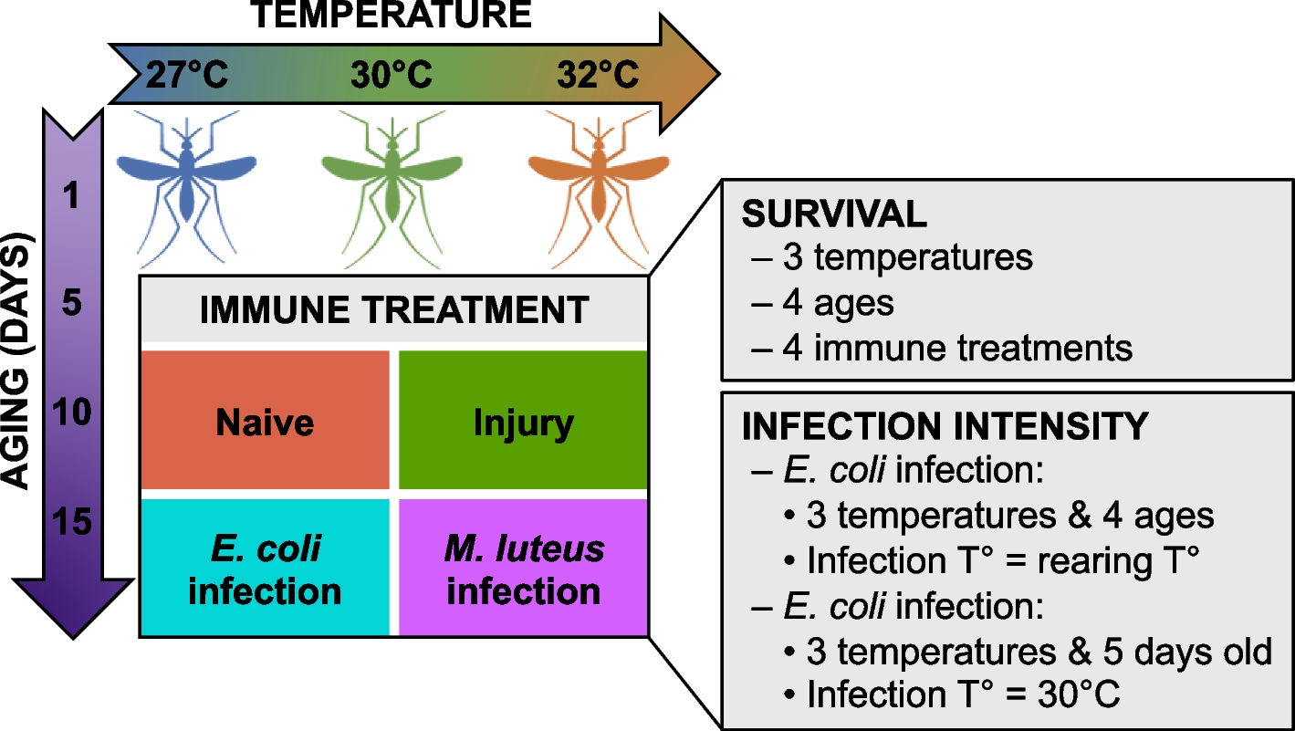 Warmer environmental temperature accelerates aging in mosquitoes, decreasing longevity and worsening infection outcomes