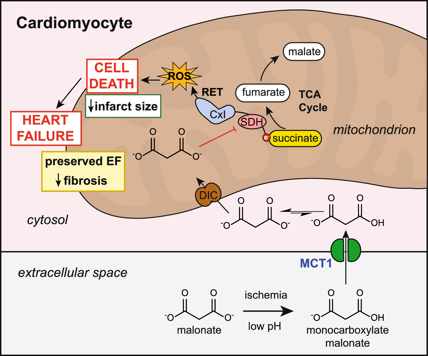 Malonate given at reperfusion prevents post-myocardial infarction heart failure by decreasing ischemia/reperfusion injury