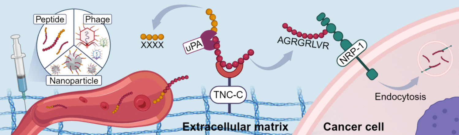 Protease-activated CendR peptides targeting tenascin-C: mitigating off-target tissue accumulation