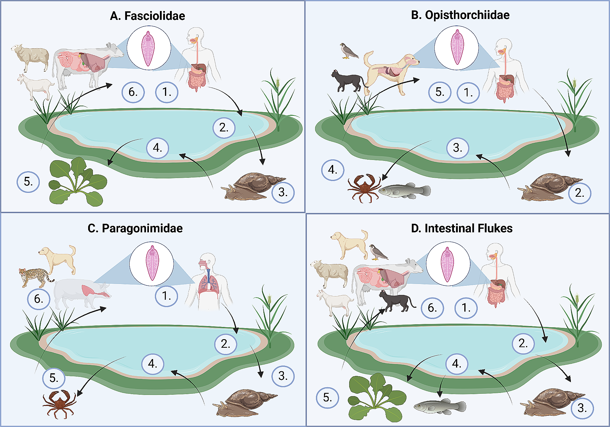 Foodborne Helminthiasis