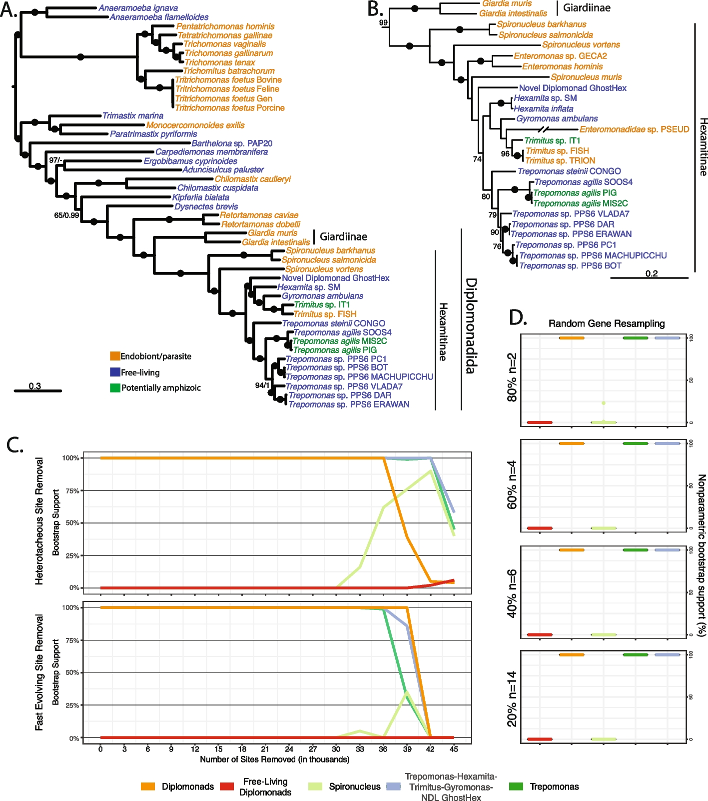 Expanded gene and taxon sampling of diplomonads shows multiple switches to parasitic and free-living lifestyle