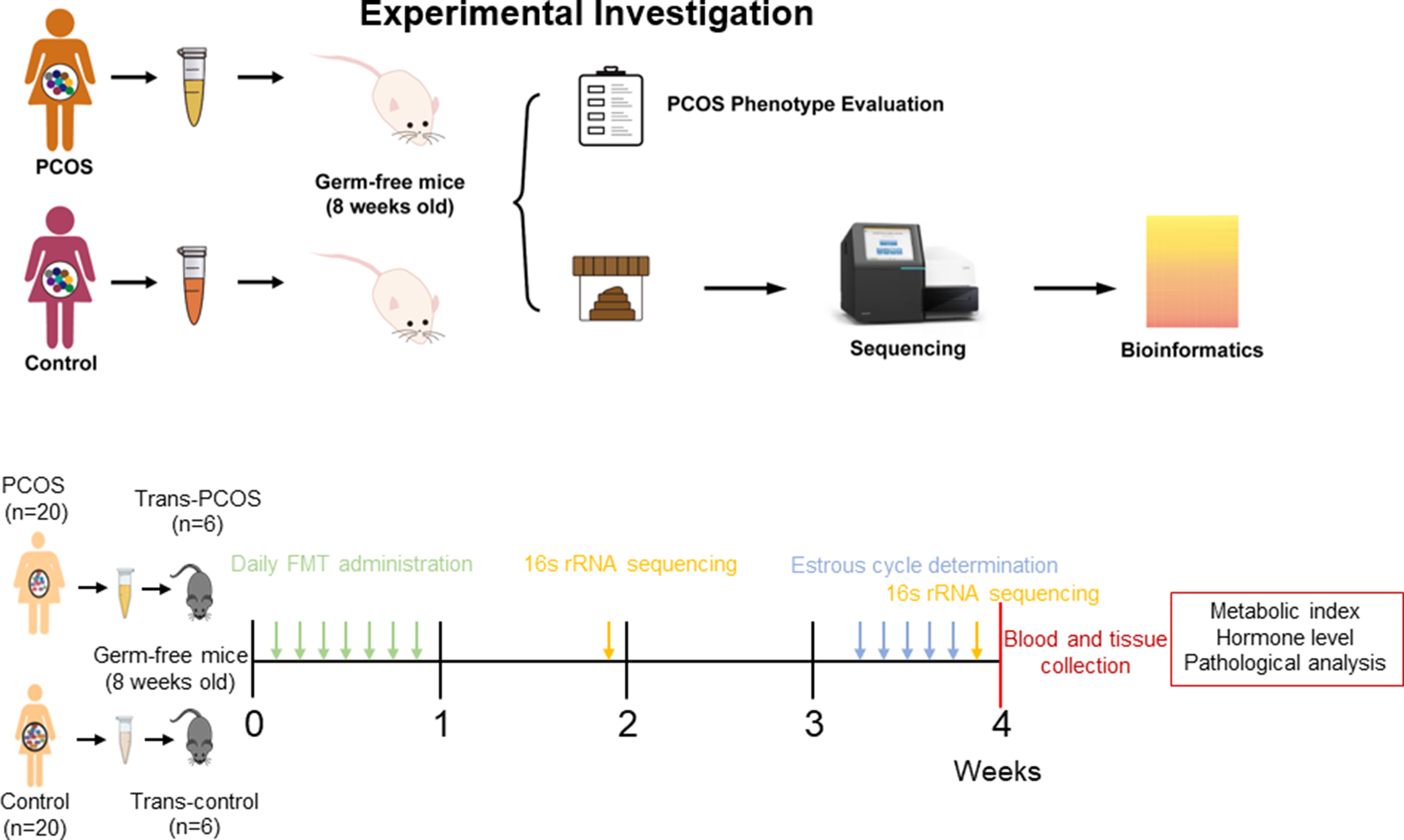 Fecal microbiota transplantation from patients with polycystic ovary syndrome induces metabolic disorders and ovarian dysfunction in germ-free mice