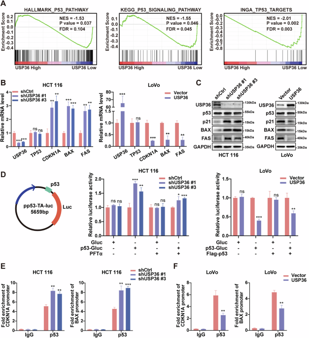 USP36 promotes colorectal cancer progression through inhibition of p53 signaling pathway via stabilizing RBM28