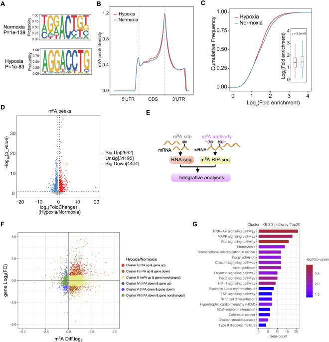 Hypoxic stabilization of RIPOR3 mRNA via METTL3-mediated m6A methylation drives breast cancer progression and metastasis