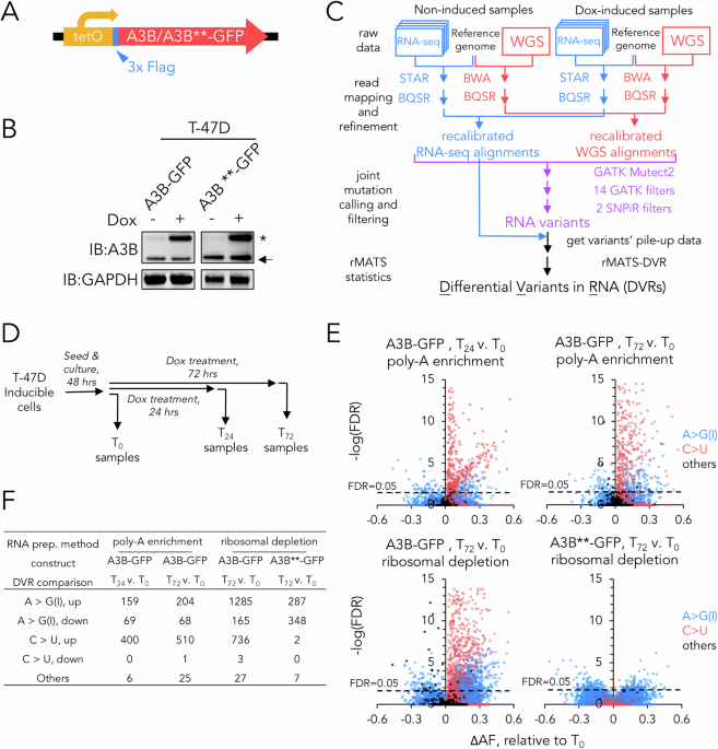 Characterisation of APOBEC3B-Mediated RNA editing in breast cancer cells reveals regulatory roles of NEAT1 and MALAT1 lncRNAs