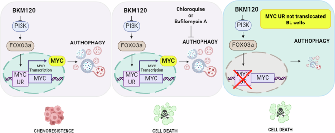 MYC upstream region orchestrates resistance to PI3K inhibitors in cancer cells through FOXO3a-mediated autophagic adaptation
