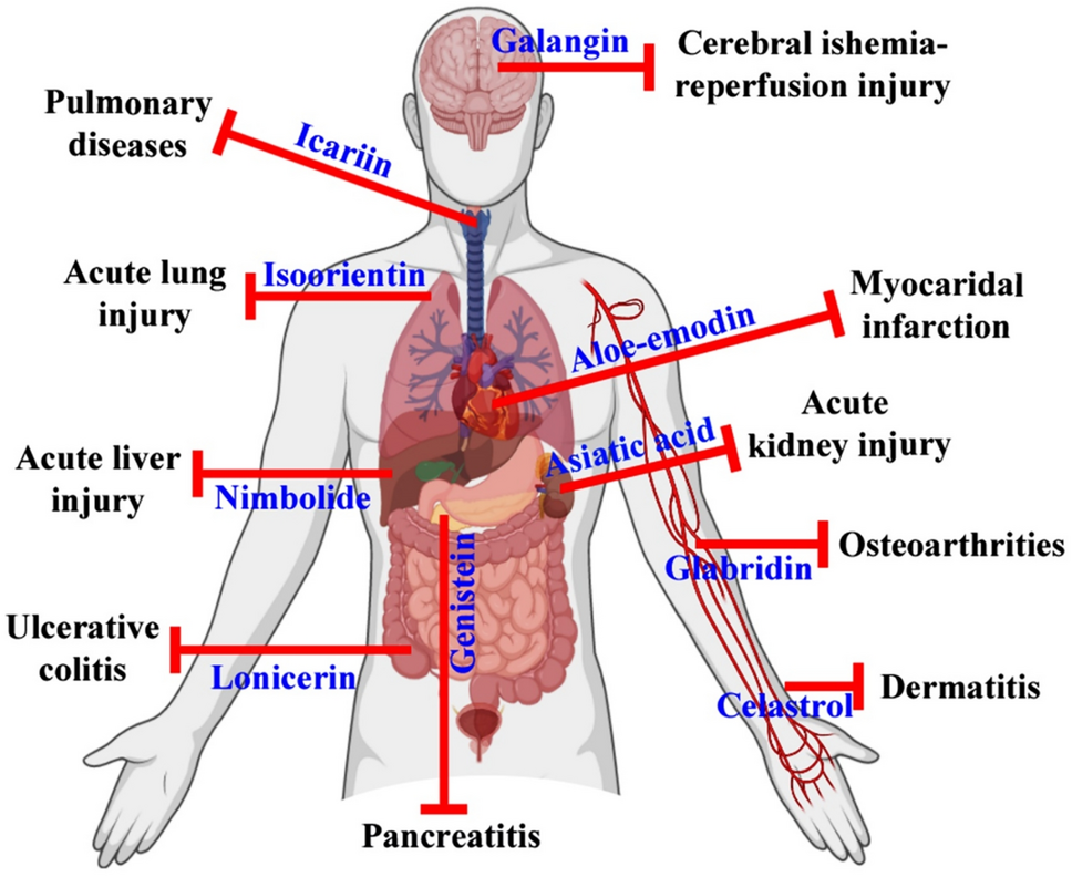 Natural products: A potential immunomodulators against inflammatory-related diseases