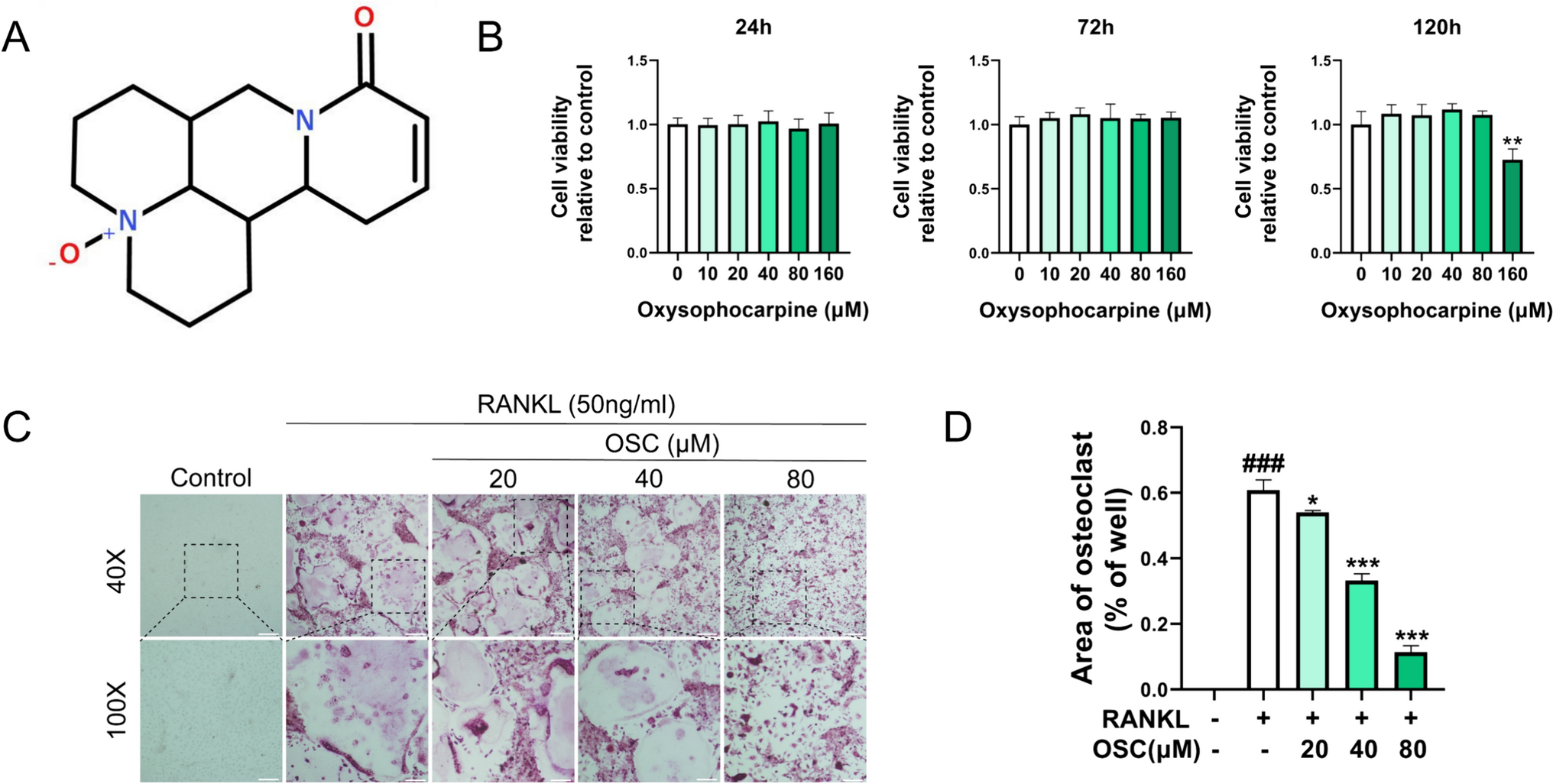 Oxysophocarpine attenuates inflammatory osteolysis by modulating the NF-κb pathway and the reactive oxygen species-related Nrf2 signaling pathway