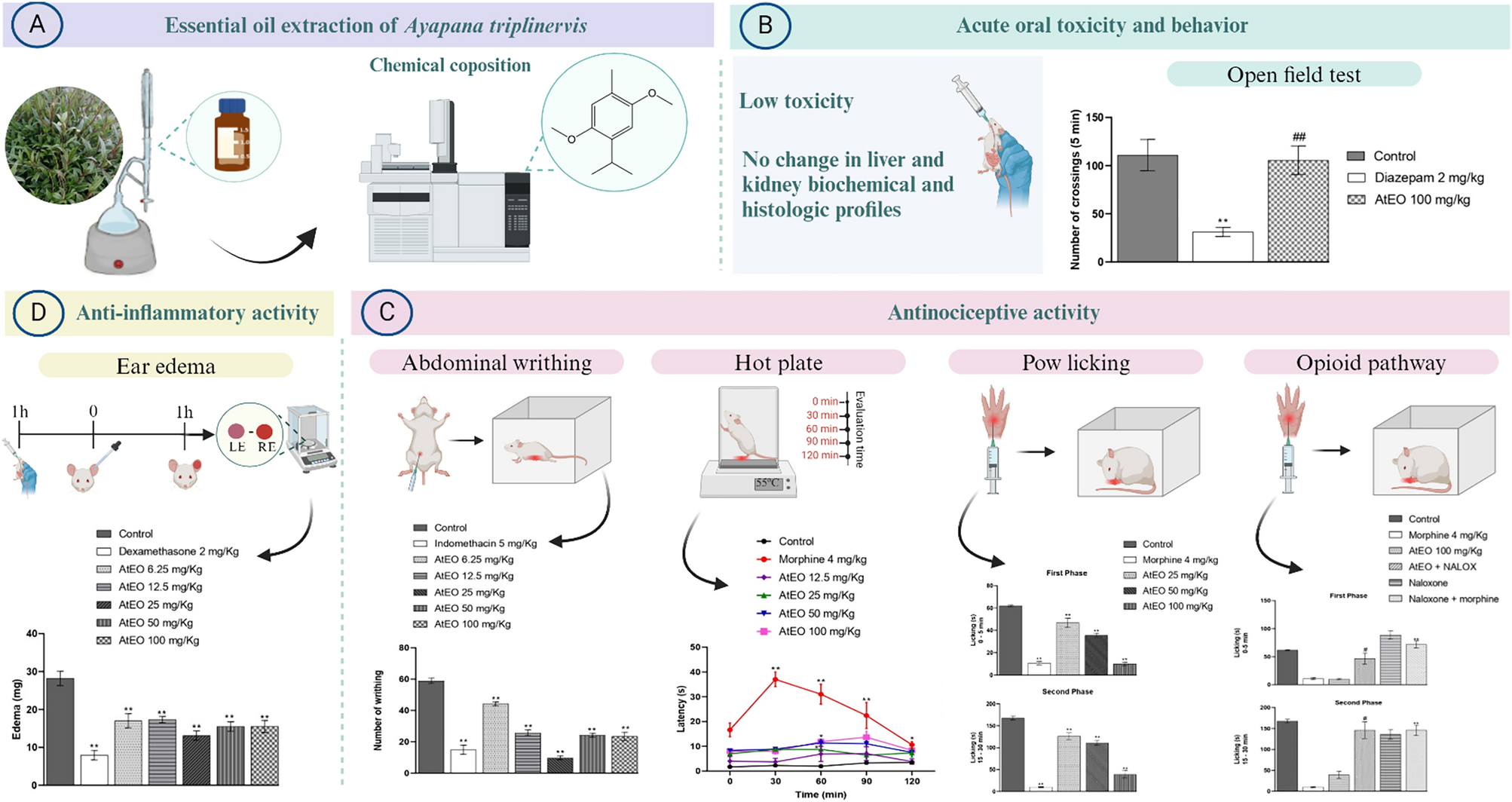 Antinociceptive and anti-inflammatory activities of Ayapana triplinervis essential oil rich in thymohydroquinone dimethyl ether from Brazil