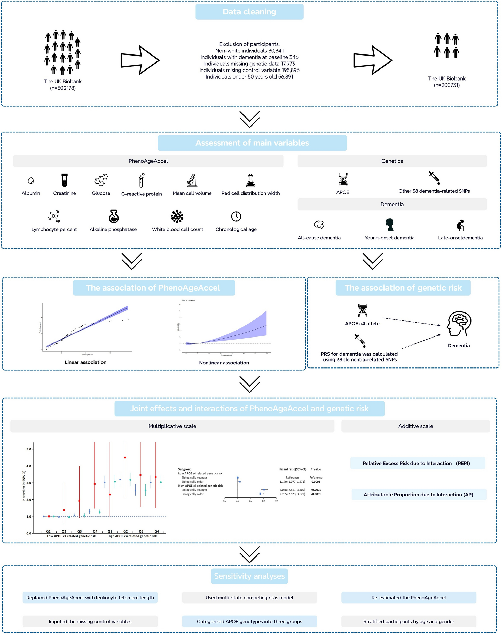 Associations of combined accelerated biological aging and genetic susceptibility with incident dementia: a prospective study in the UK Biobank