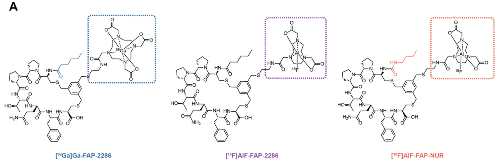 Preclinical evaluation and first-in-human study of [18F]AlF-FAP-NUR for PET imaging cancer-associated fibroblasts