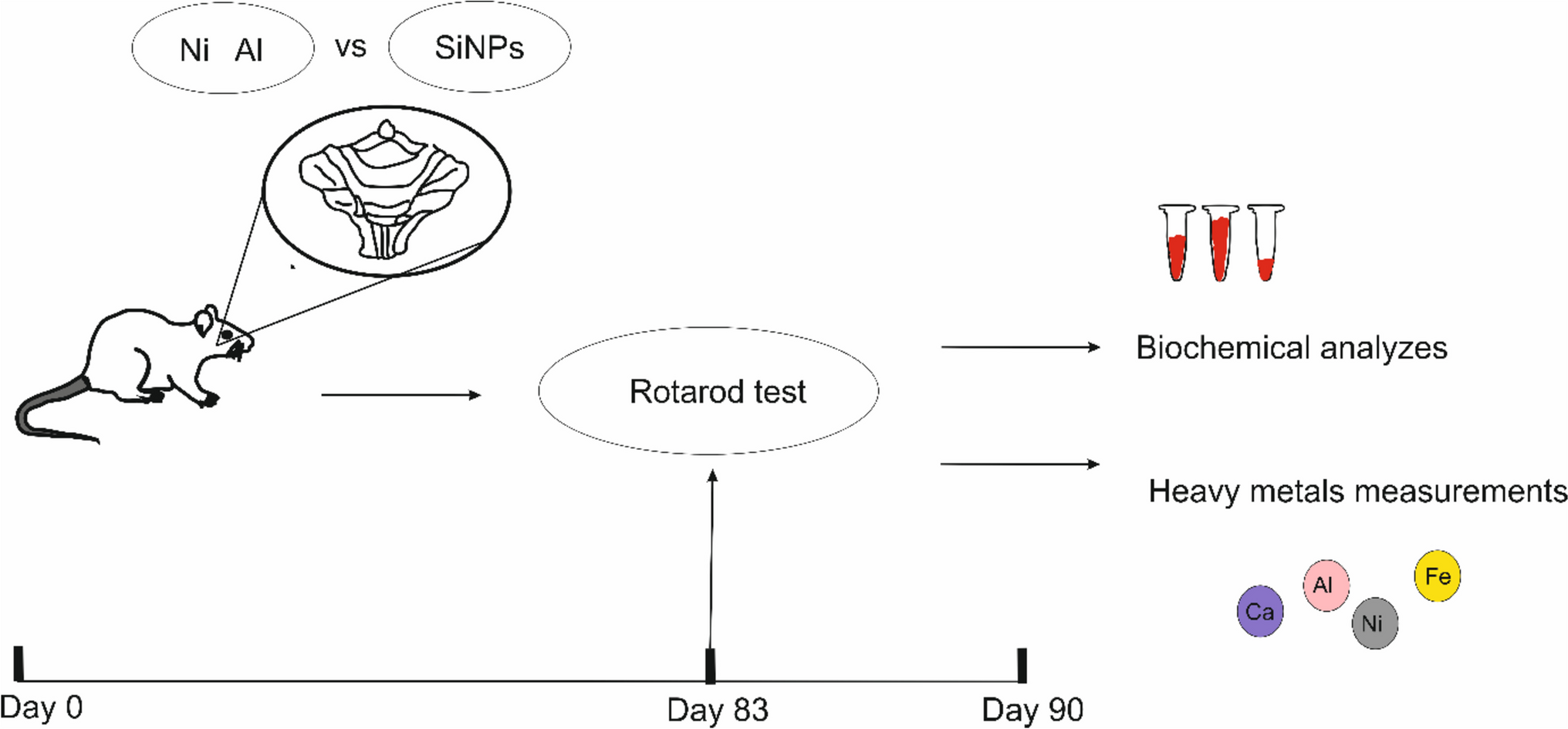 Silica Nanoparticles from Melon Seed Husk Abrogated Binary Metal(loid) Mediated Cerebellar Dysfunction by Attenuation of Oxido-inflammatory Response and Upregulation of Neurotrophic Factors in Male Albino Rats