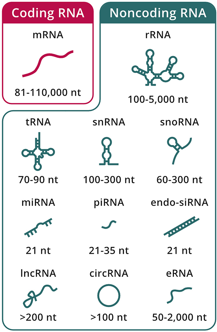 The regulatory landscape of interacting RNA and protein pools in cellular homeostasis and cancer