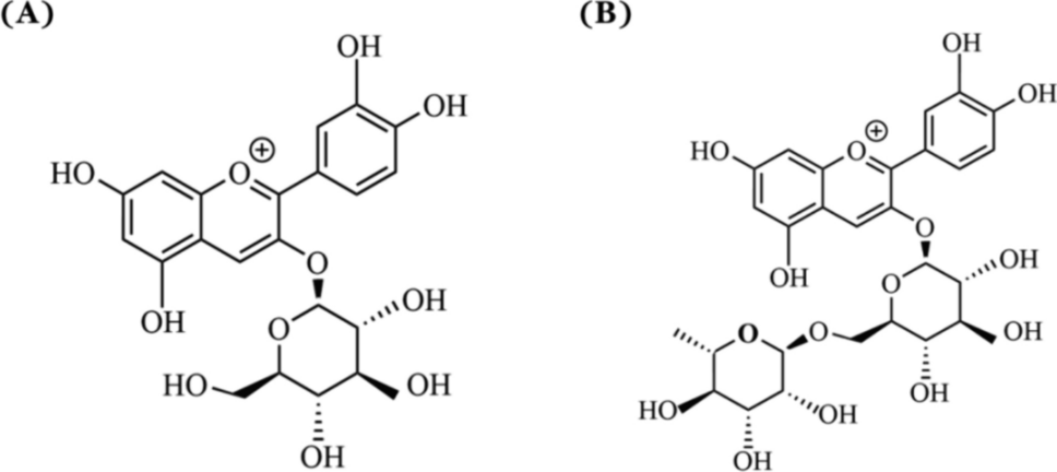 High-performance thin-layer chromatography and high-performance liquid chromatography determination of two anthocyanins in medicine mulberry