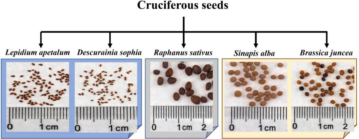 Rapid authentication of five medicinal seeds from Cruciferae family based on high-performance thin-layer chromatography