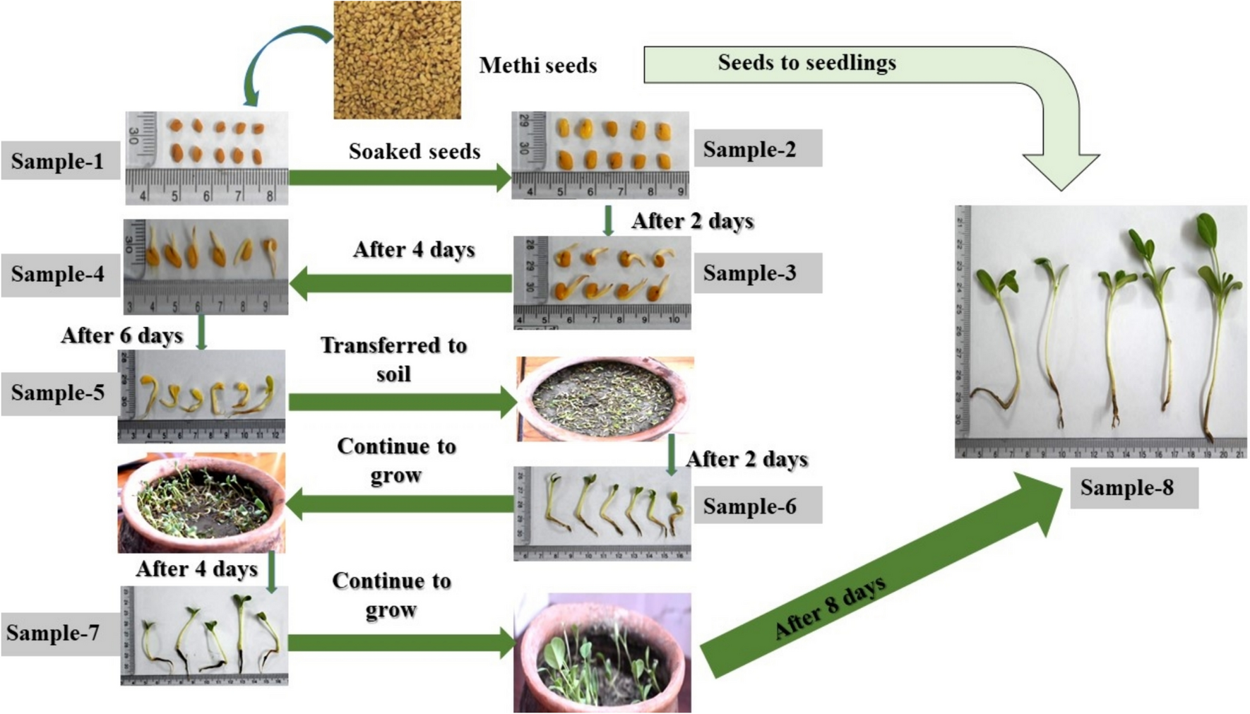 Evaluation and observance of variation in chemical and antioxidant activity changes during the development of fenugreek seeds following thin-layer chromatography–fingerprint and marker analysis
