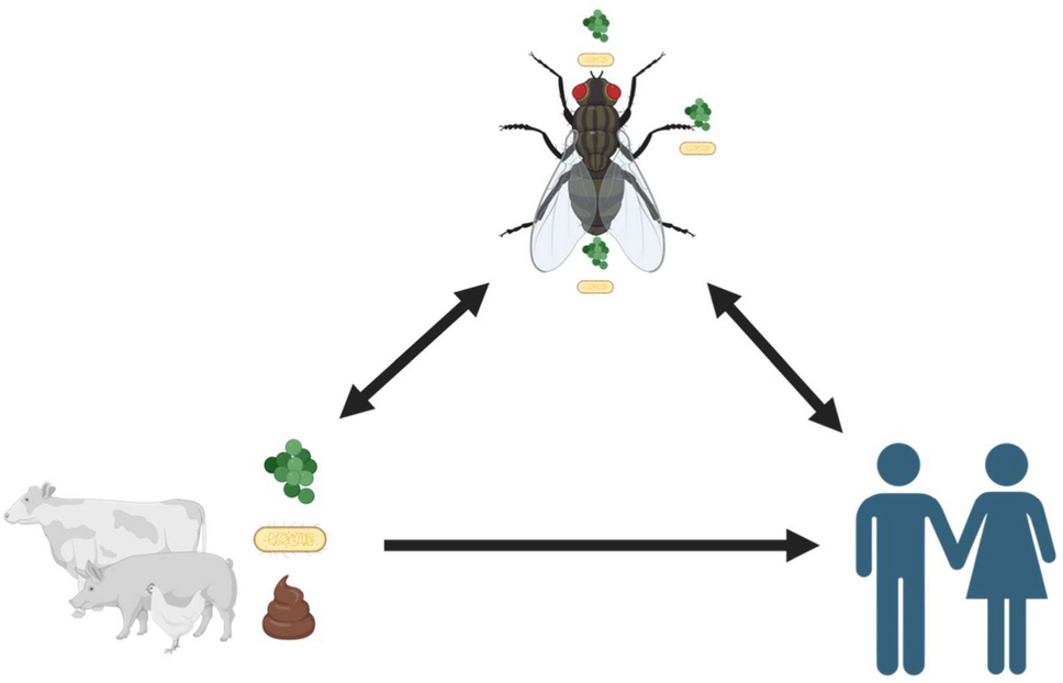 Musca domestica Implicated in the Ecology of the Extended-spectrum Beta-lactamase-producing Escherichia coli (ESBL-EC)