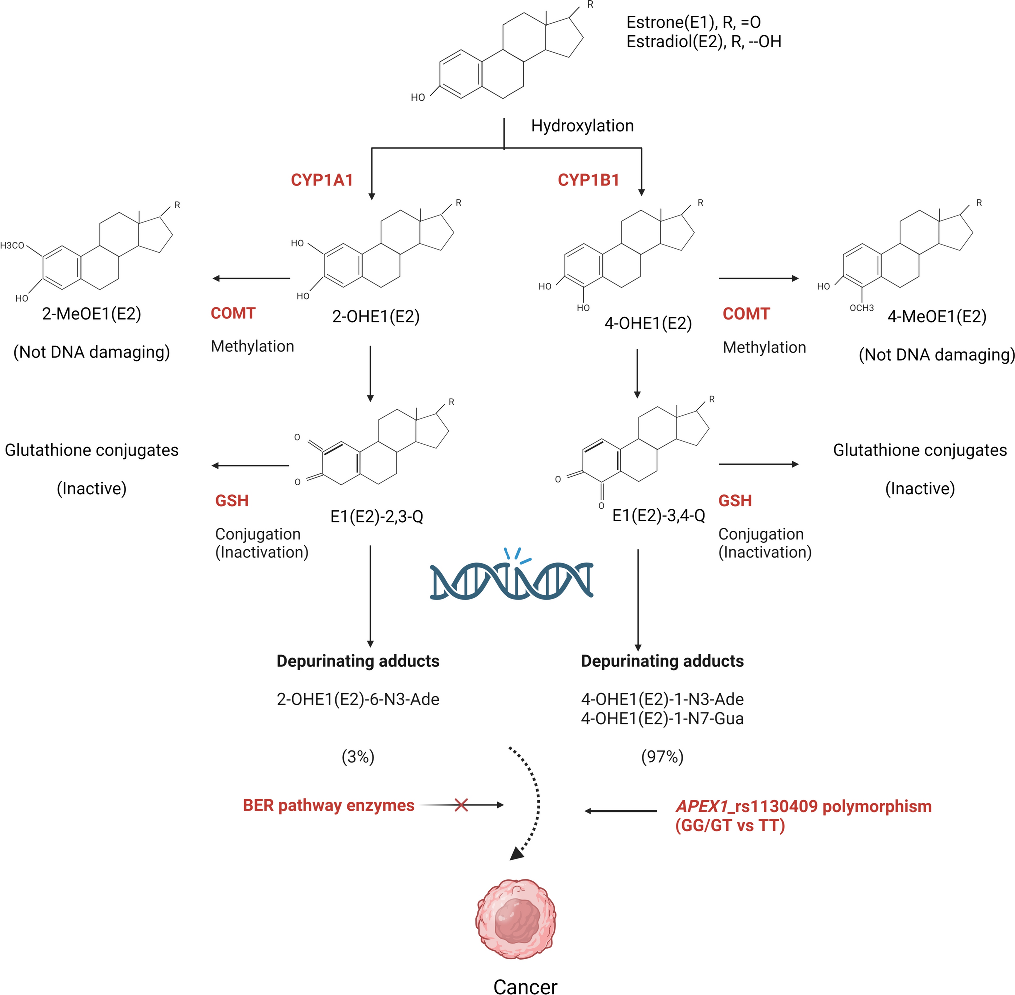 Interaction of base excision repair gene polymorphism and estrogen-DNA adducts in breast cancer risk among East Asian women
