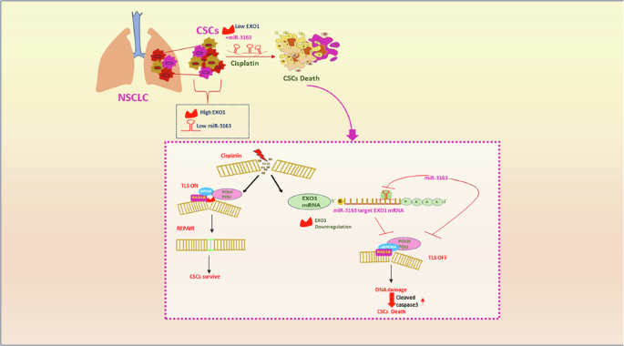 The EXO1/Polη/Polι axis as a promising target for miR-3163-mediated attenuation of cancer stem-like cells in non-small cell lung carcinoma