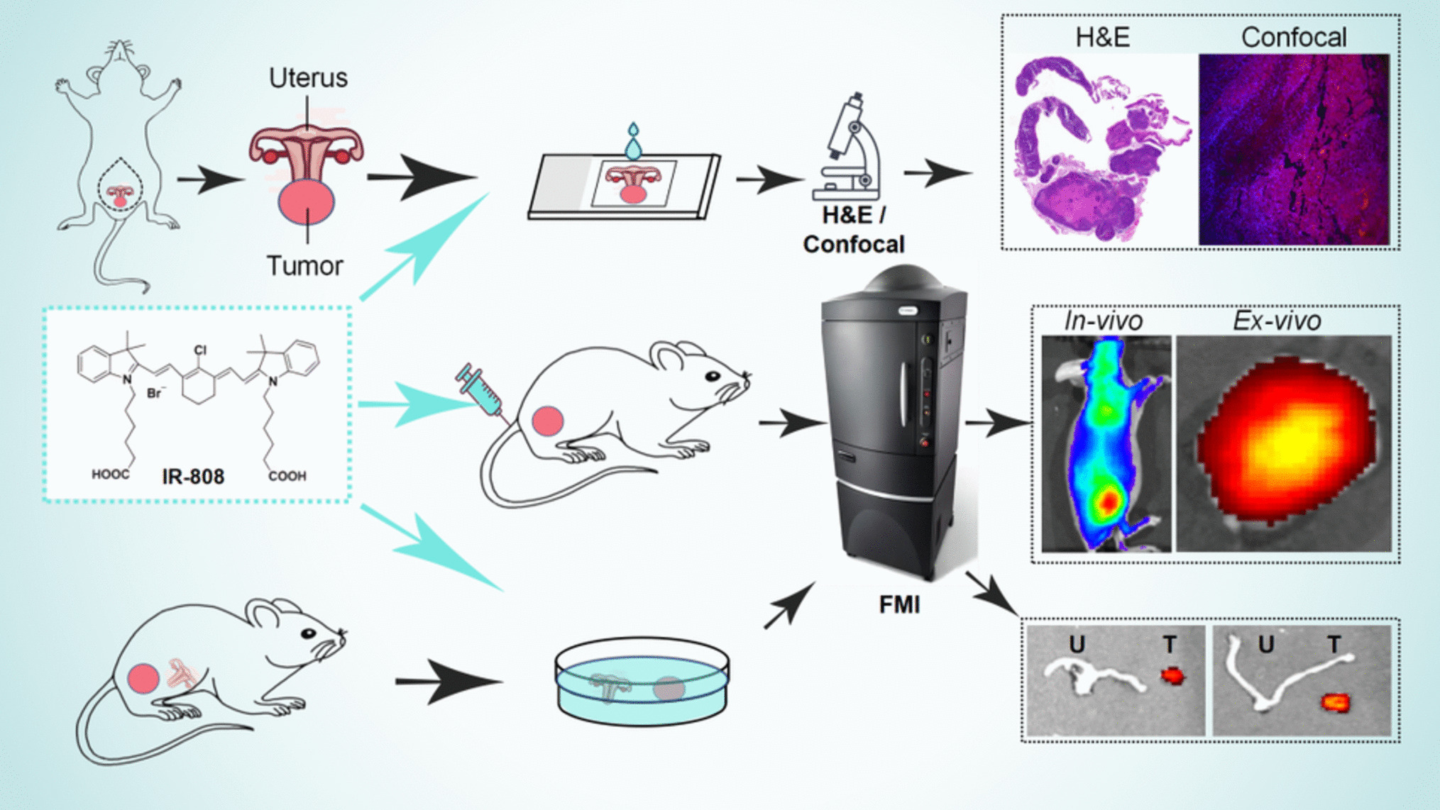 Pre-clinical study of IR808 dye for cervical cancer in vitro and in vivo imaging