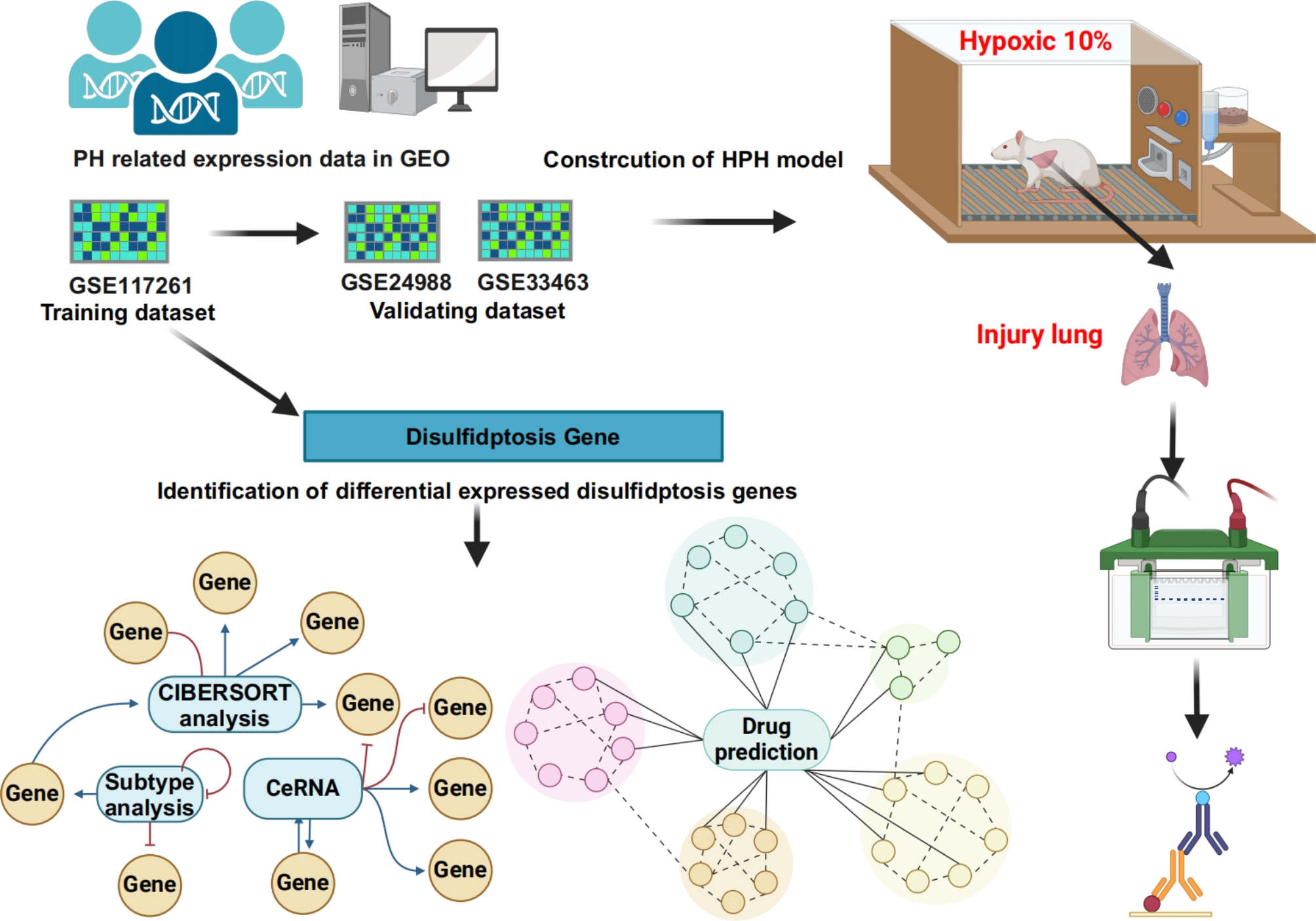 Exploring the diagnostic and immune infiltration roles of disulfidptosis related genes in pulmonary hypertension