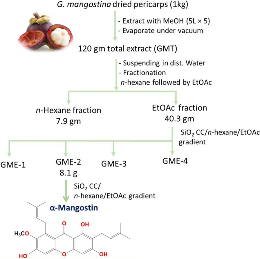 α-Mangostin-phytosomes as a plausible nano-vesicular approach for enhancing cytotoxic activity on SKOV-3 ovarian cancer cells