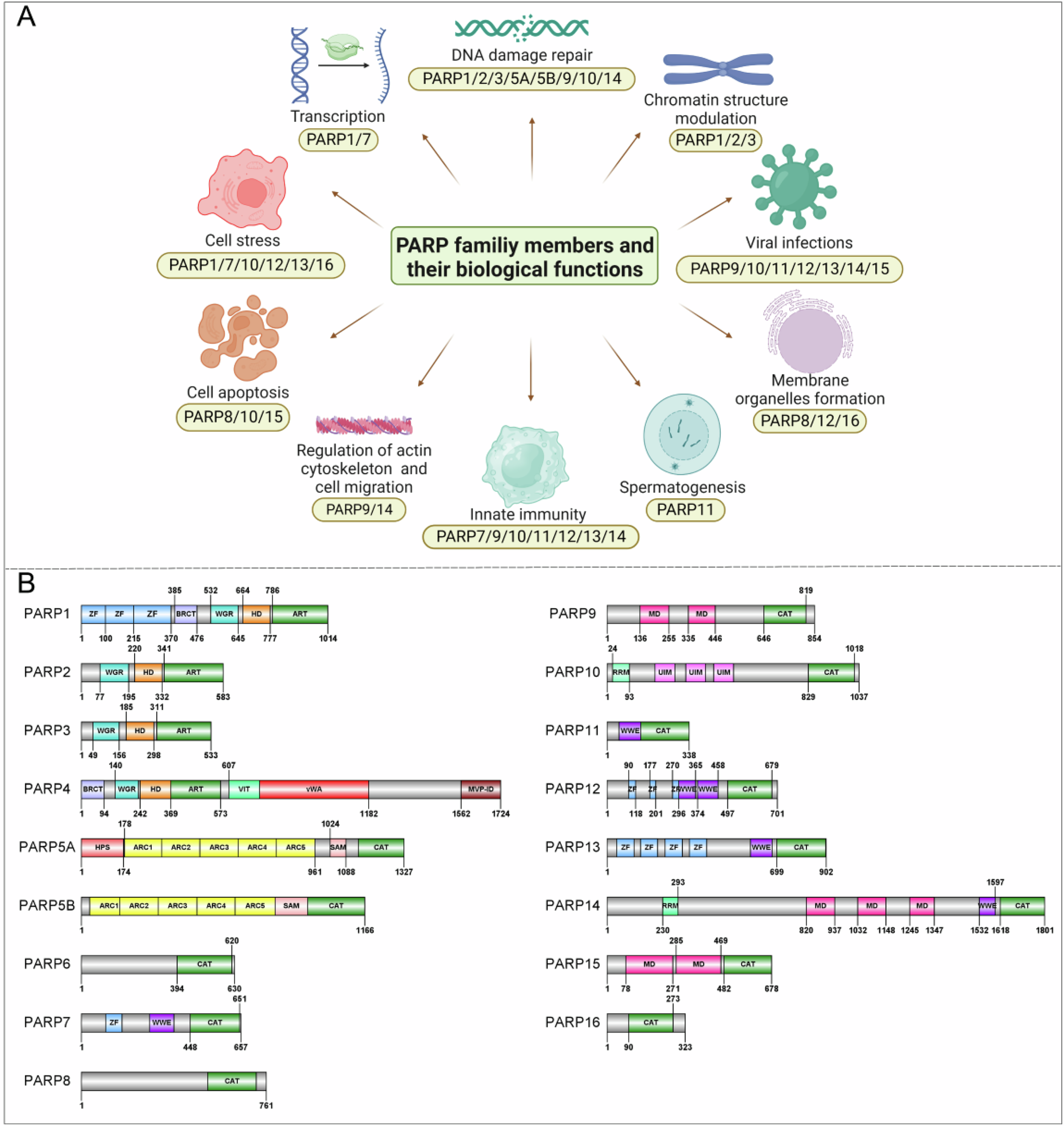 Targeting selective inhibitors of PARPs in drug discovery and development