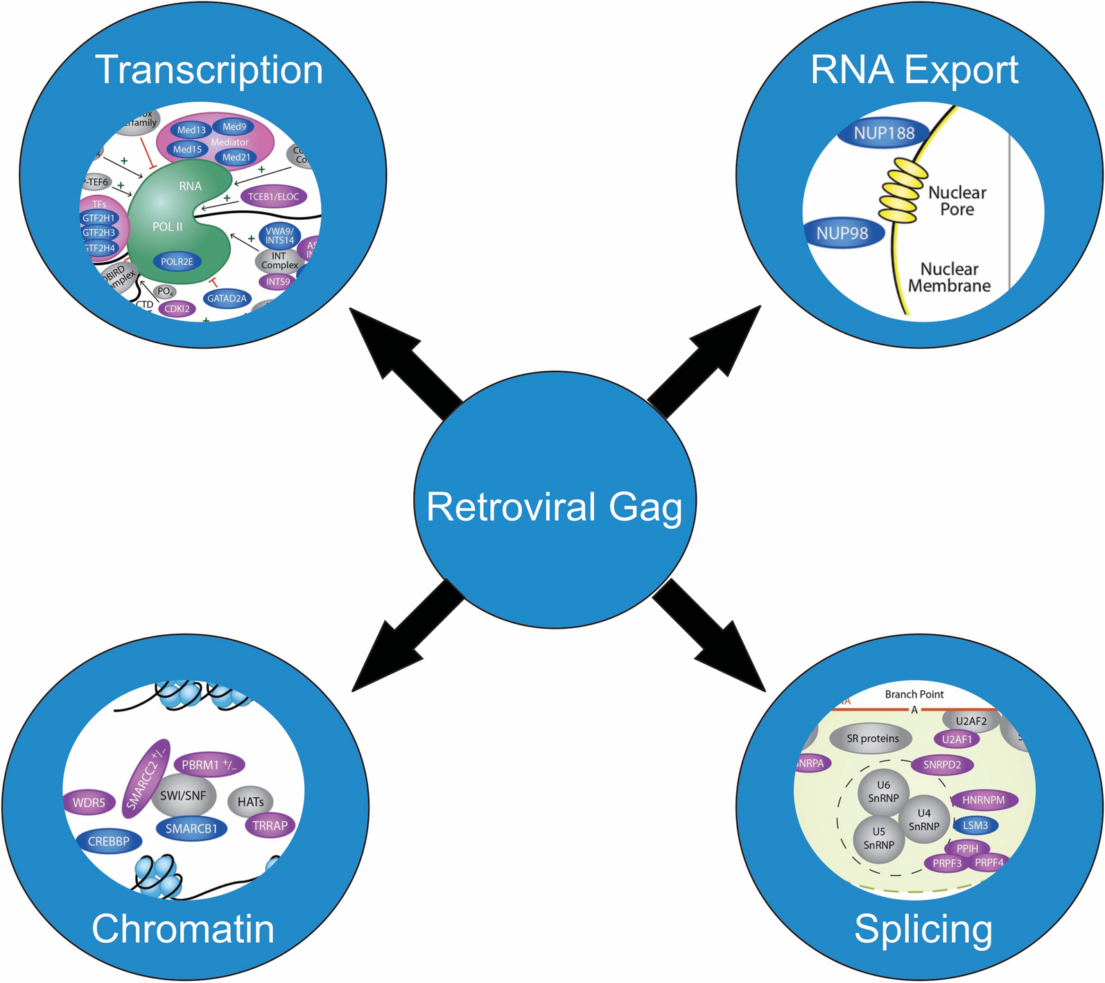 Comparative analysis of retroviral Gag-host cell interactions: focus on the nuclear interactome