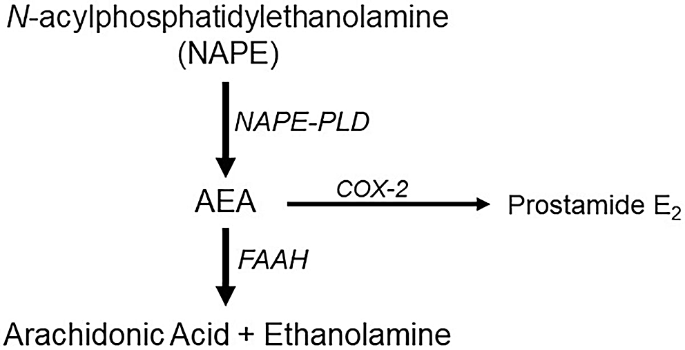 Characterization of a Fatty Acid Amide Hydrolase (FAAH) in Hirudo Verbana