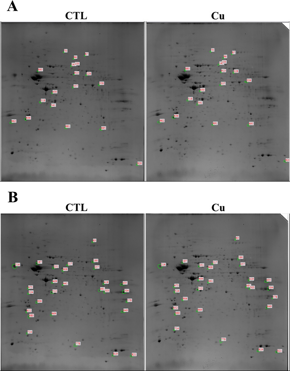 Therapeutic Options of Crystallin Mu and Protein Disulfide Isomerase A3 for Cuprizone-Induced Demyelination in Mouse Hippocampus