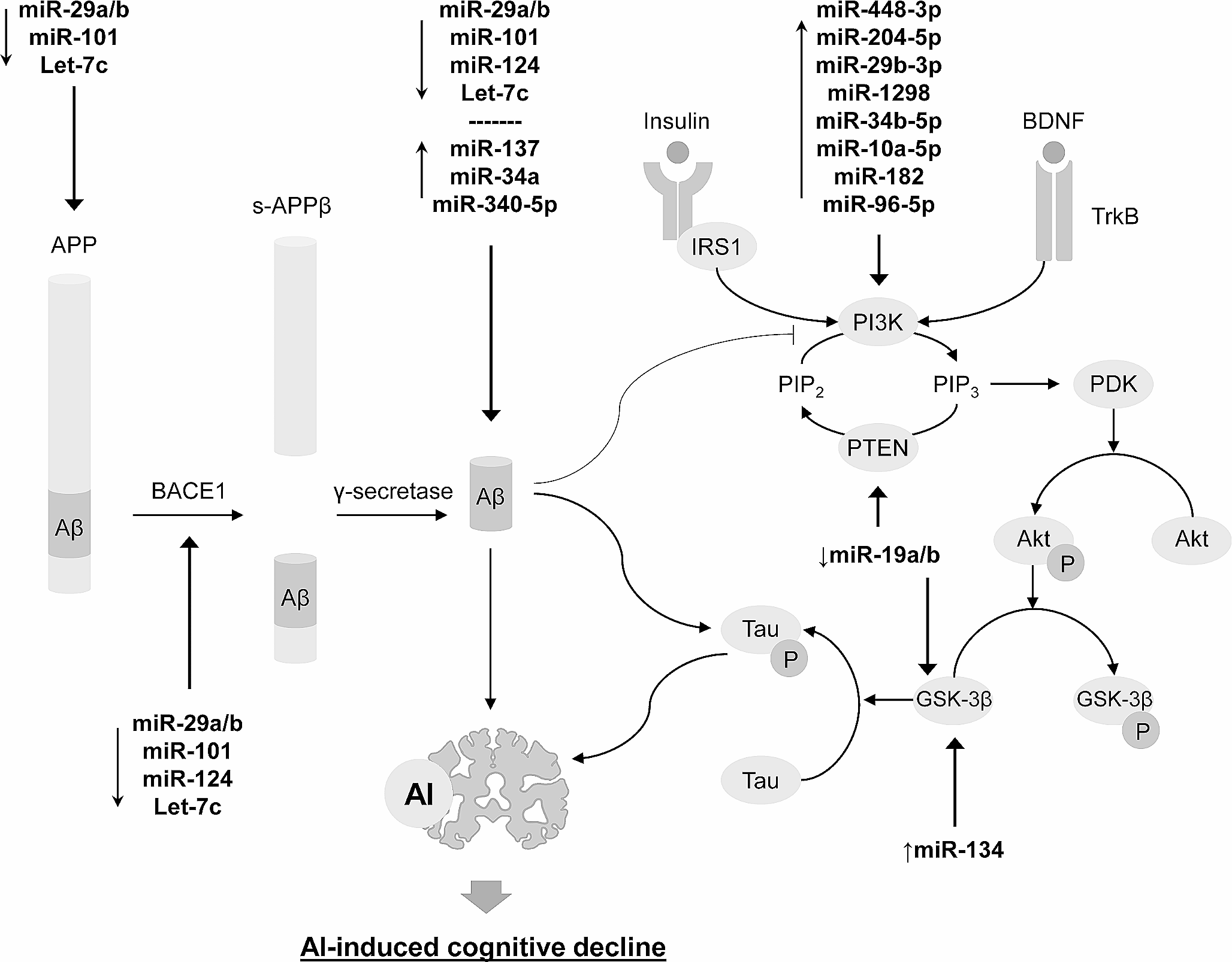 Epigenetic Mechanisms of Aluminum-Induced Neurotoxicity and Alzheimer’s Disease: A Focus on Non-Coding RNAs