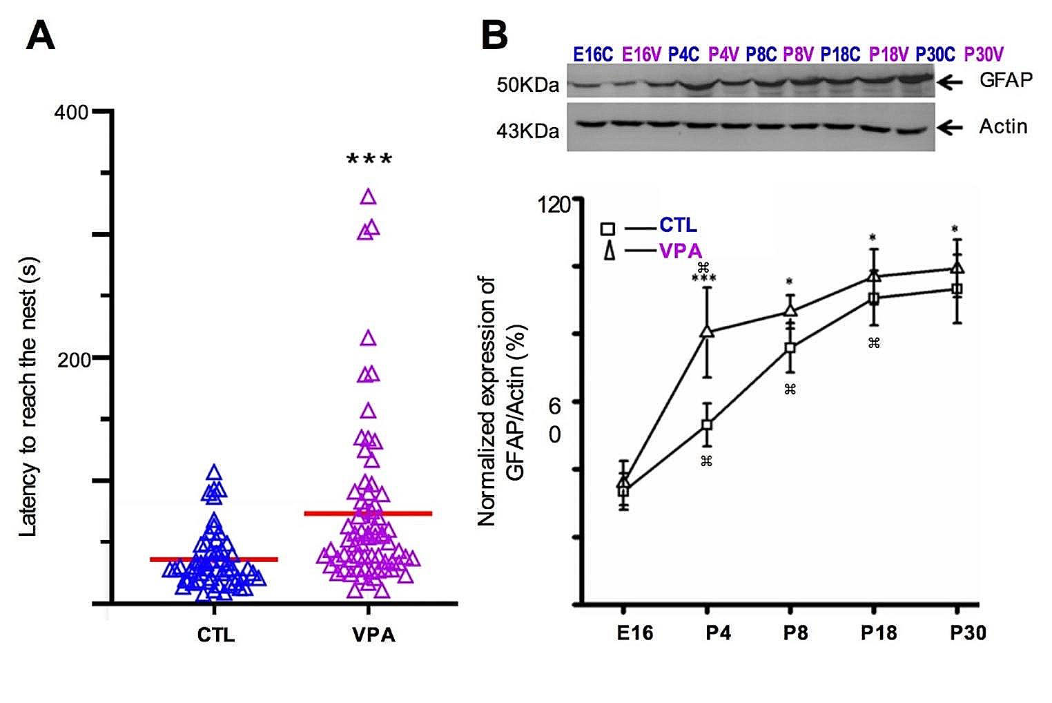 Spontaneous Calcium Transients Recorded from Striatal Astrocytes in a Preclinical Model of Autism