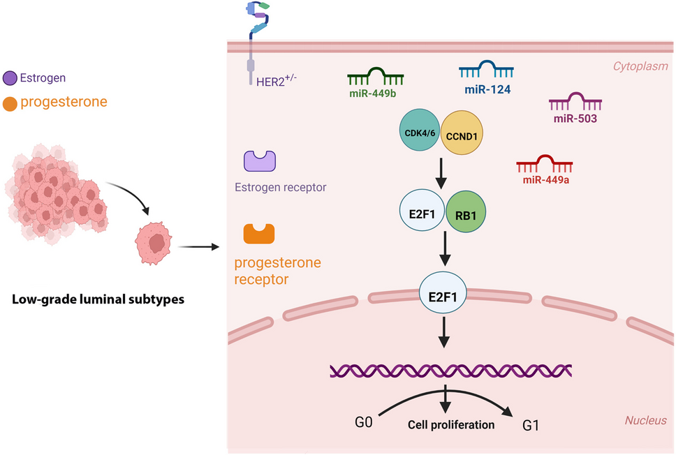 Profiling mRNA and miRNA expression variations associated with cyclin-dependent kinase pathway in the low-grade luminal early breast cancer