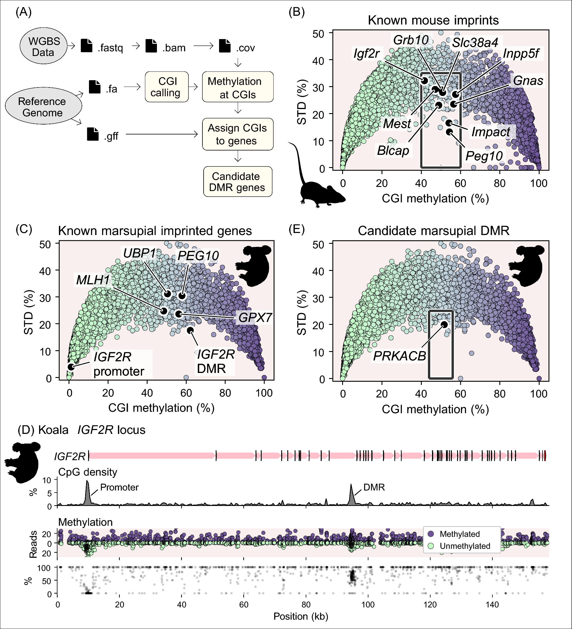 PRKACB is a novel imprinted gene in marsupials