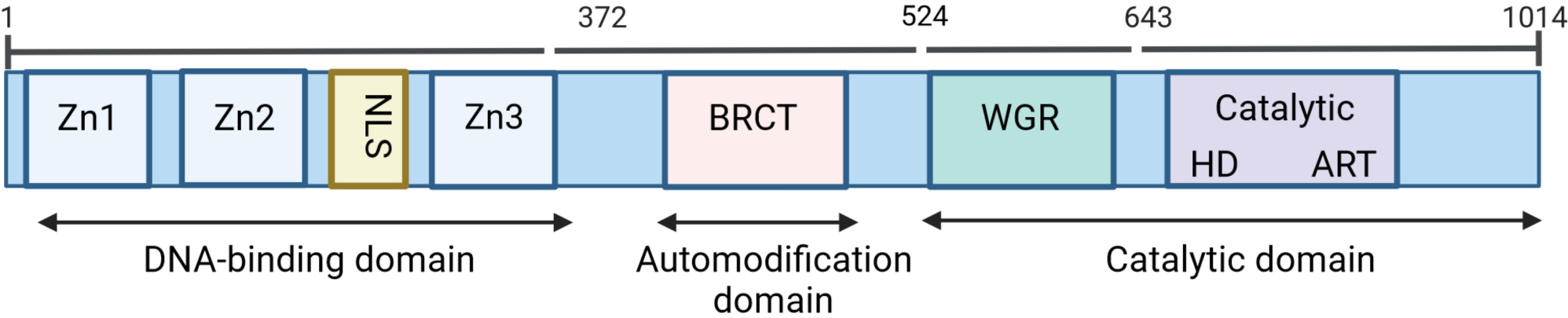 Transcriptional regulation mechanism of PARP1 and its application in disease treatment