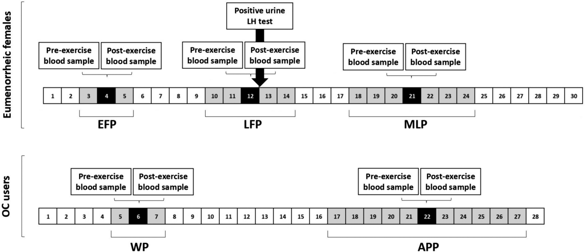 Influence of Menstrual Cycle and Oral Contraceptive Phases on Bone (re)modelling Markers in Response to Interval Running