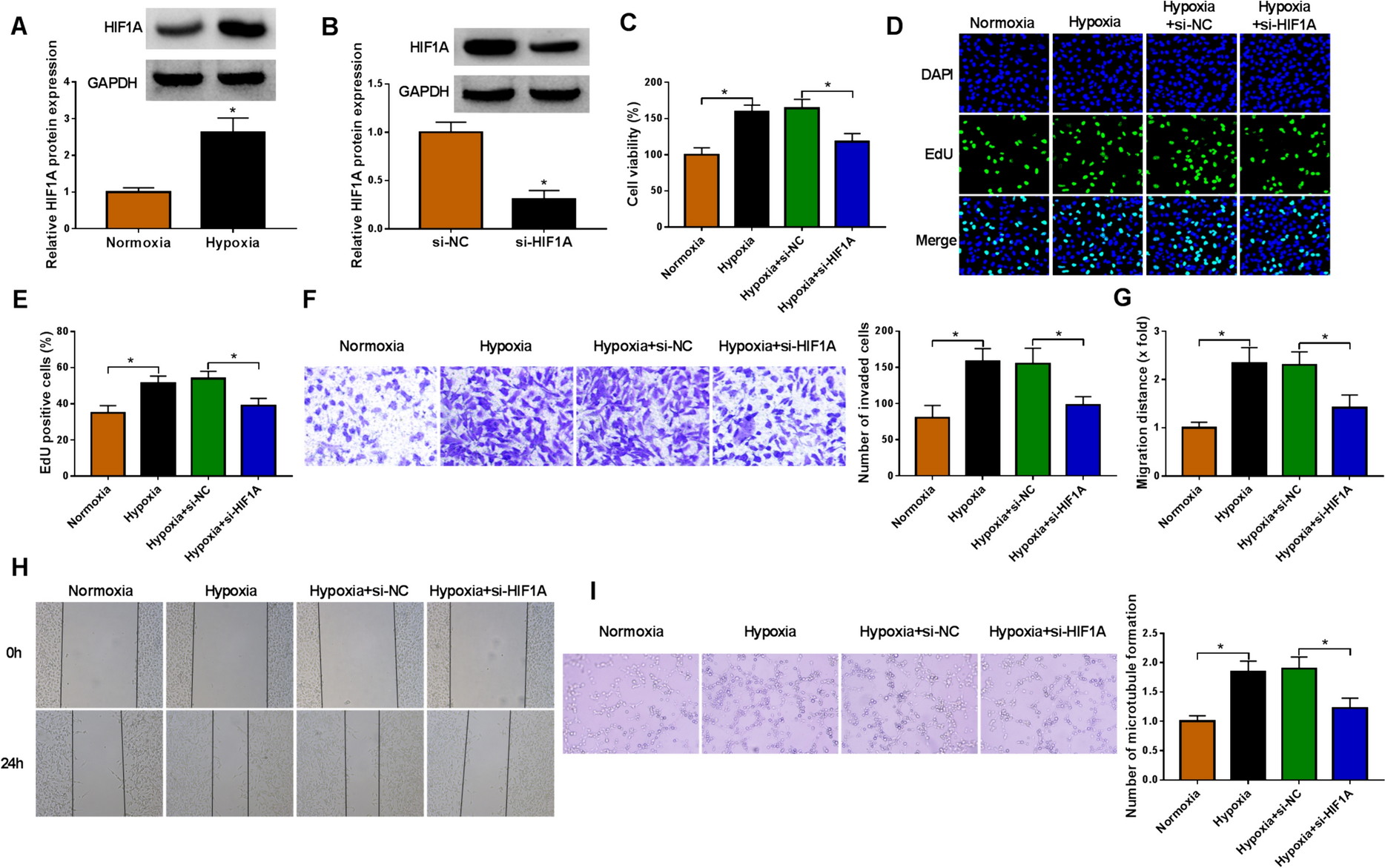 RNA binding protein ELAVL1-mediated USP33 stabilizes HIF1A to promote pathological proliferation, migration and angiogenesis of RECs
