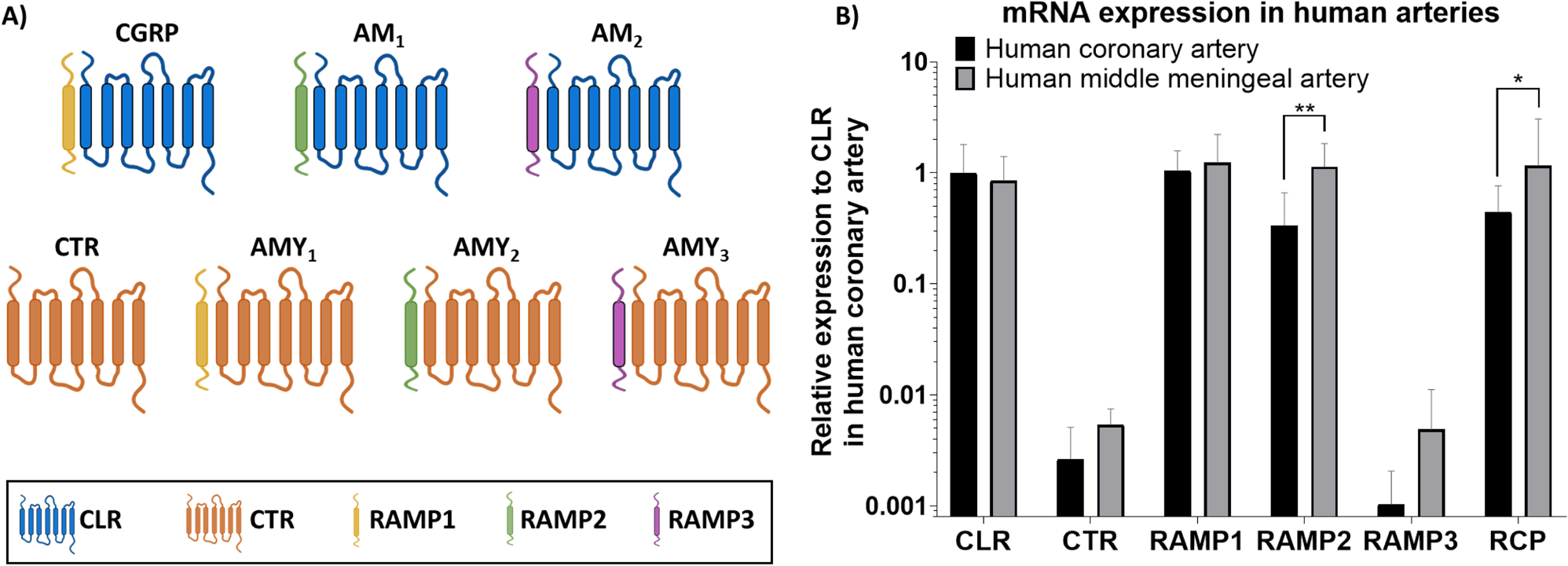 Differential expression of components of the CGRP-receptor family in human coronary and human middle meningeal arteries: functional implications