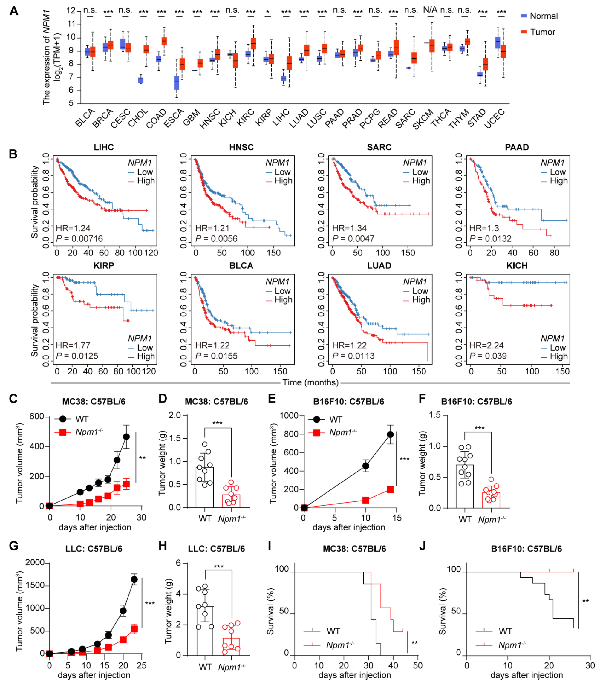 NPM1 inhibits tumoral antigen presentation to promote immune evasion and tumor progression