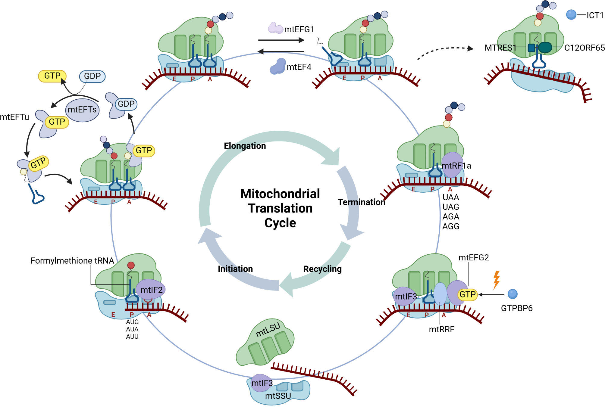Unraveling the roles and mechanisms of mitochondrial translation in normal and malignant hematopoiesis