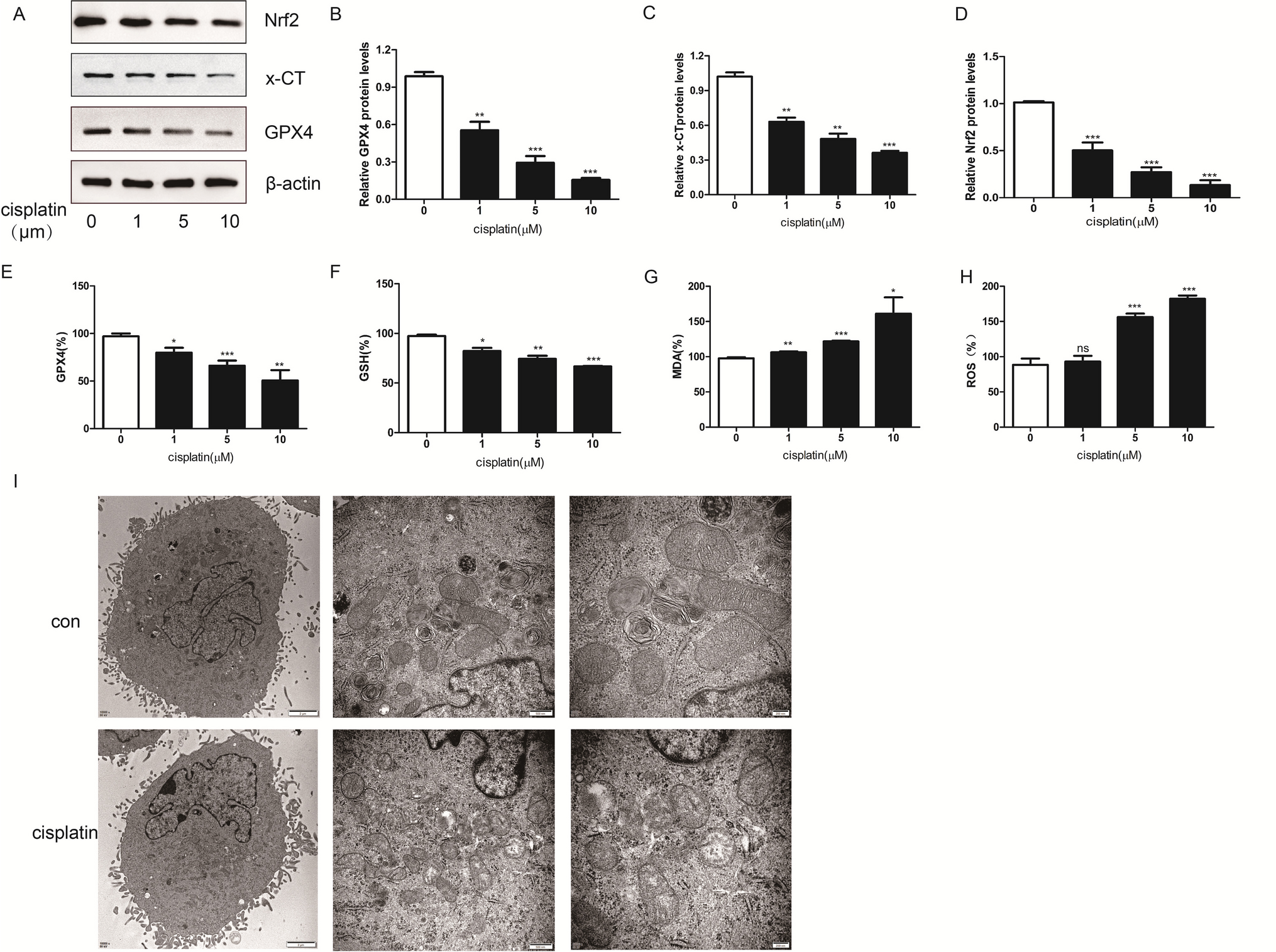 The melatonin-FTO-ATF4 signaling pathway protects granulosa cells from cisplatin-induced chemotherapeutic toxicity by suppressing ferroptosis