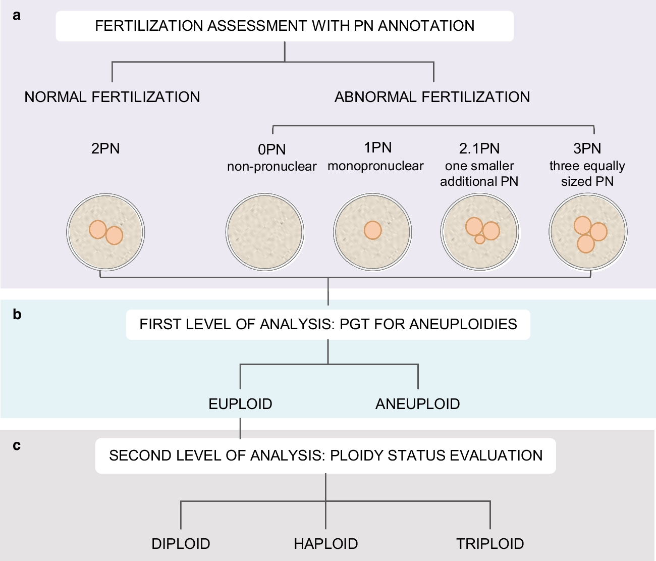 Incidence of haploidy and triploidy in trophectoderm biopsies of blastocysts derived from normally and abnormally fertilized oocytes